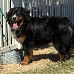 Edward Eddy - Tri-color male Bernese Mountain Dog puppy in Tacoma, Washington from Canyon Meadows Farm