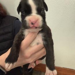 Charlie - Brindle male Boxer puppy in Medical Lake, Washington from Box and Bully Estates: Boxers and Old English Bulldogs