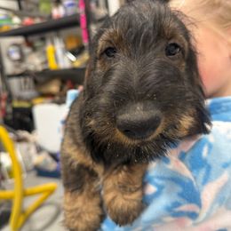 Luke - Wild boar male Dachshund puppy in Superior, Montana from Never Land Dachshunds of Montana
