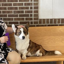 Brody - Cardigan Welsh Corgi