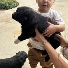 Boy 1 - Black & white male Australian Shepherd puppy in Chatsworth, California from AlwaysAussies