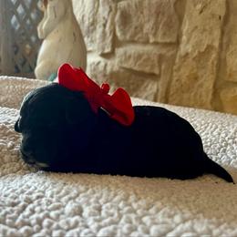 Nyssa - Black and white female Aussiedoodle puppy in Midlothian, Texas from Gray Doodles