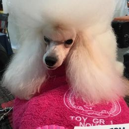 Donka - Poodle