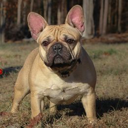 Xena - French Bulldog