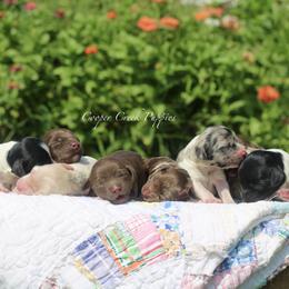 Bernedoodle puppies from Cooper Creek Puppies