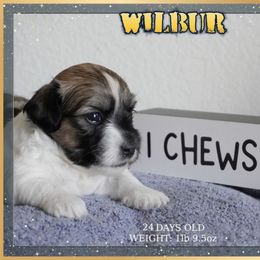 Coton de Tulear Puppies from Buttercup Cotons of Texas