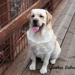 Waffles - Yellow male Labrador Retriever puppy in Utah County, Utah from Günther Labradors