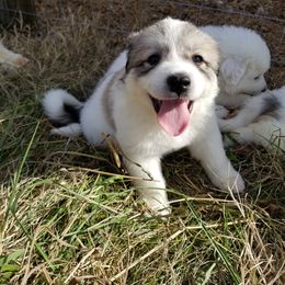 Great Pyrenees from Joel's Farm