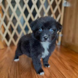 Girl 7 - Black & white female Australian Shepherd puppy in Smithville, Arkansas from Harris Farms and Aussies