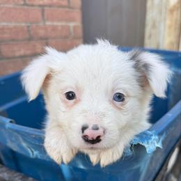 Phoenix - Blue merle female Border Collie puppy in Mckinney, Texas from Border Collies of Ruidoso