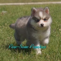 Ash - Blue male Pomsky puppy in Krum, Texas from Paw-Some Pomskies
