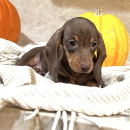 Dolly - Chocolate and tan female Dachshund puppy in Jurupa Valley, California from Divine Doxies