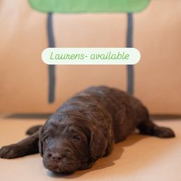 Laurens - Chocolate Goldendoodle puppy in St. George, South Carolina from Southern Hunters Mini Goldendoodles