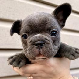 Mantis - Blue female French Bulldog puppy in Greenfield, Missouri from Hope Mountain French Bulldogs