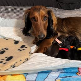 Girl 3 - female Dachshund puppy in Humble, Texas from Foley Dachshunds