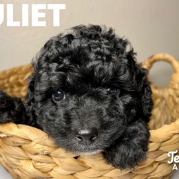 Juliet - Black and white Aussiedoodle puppy in Effingham County, Illinois from Bar K Aussiedoodles