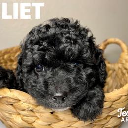 Juliet - Black and white Aussiedoodle puppy in Effingham County, Illinois from Bar K Aussiedoodles
