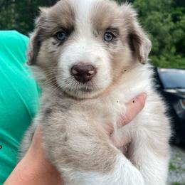 Spruce - Red merle male Australian Shepherd puppy in Belmont, Vermont from Pennyrile Australian Shepherds
