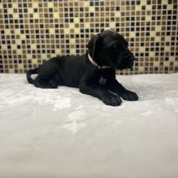 Light purple collar - Black female Great Dane puppy in Ider, Alabama from Sand Mountain Danes LLC