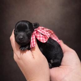 Girl 1 - Black and tan female Dachshund puppy in Winter Haven, Florida from Davidson's Dachshunds