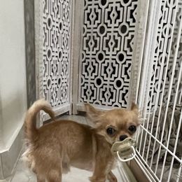 Dinero - Chihuahua