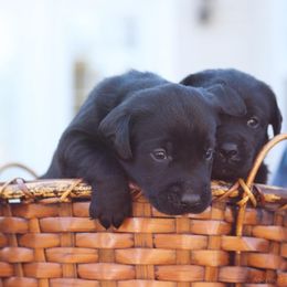 Labrador Retriever Puppies from Converse Premium Labs