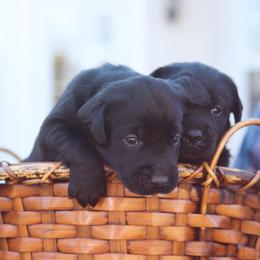 Labrador Retriever Puppies from Converse Premium Labs