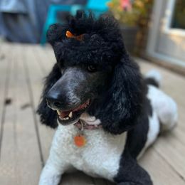Poodles from Rosie Ridge Poodles