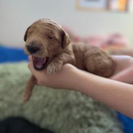 Ham - Apricot male Poodle puppy in Haines City, Florida from Noelle Poodles