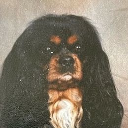 Scotty - Cavalier King Charles Spaniel