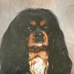 Scotty - Cavalier King Charles Spaniel