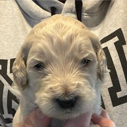 Goldendoodle Puppies from Double J’s Doodles