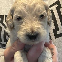 Goldendoodle Puppies from Double J’s Doodles