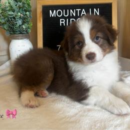 Flame - Red tri-color female Australian Shepherd puppy in Murrayville, Georgia from Mountain Ridge Aussies