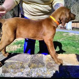 Girl 4 - Red female Redbone Coonhound puppy in Free Hill, Tennessee from Copelands TN Redbones