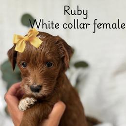 Cavalier King Charles Spaniel and Goldendoodle Puppies from Buck's pups