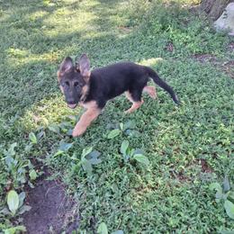 Ivy vom LegendLand - Black and red female German Shepherd puppy in Hillsborough County, Florida from Vom Legend Land