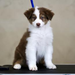 Australian Shepherd, Miniature American Shepherd, Miniature Australian Shepherd, and Toy Australian Shepherd Puppies from Painted Blue Aussies