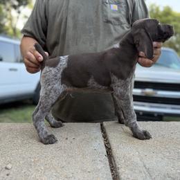 Blue - Liver roan male German Shorthaired Pointer puppy in Blue Rapids, Kansas from Black vermillion pointers