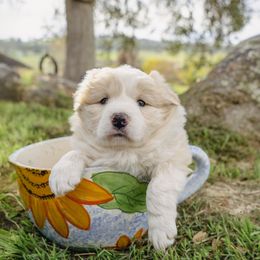 Penny - White and gold female Border Collie puppy in Fresno, California from Alpine Tails