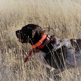 Pepper - Wirehaired Pointing Griffon