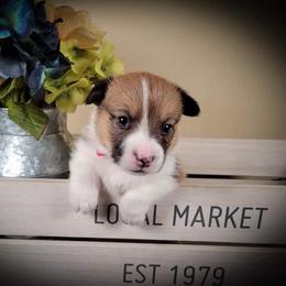 German Shepherd and Pembroke Welsh Corgi Puppies from J&R Shepherds & Corgis