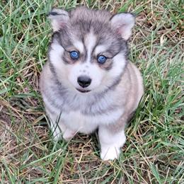 Puppy 1 boy - Wolf sable male Pomsky puppy in Gladstone, Virginia from Rustic Charms Miniature Huskys