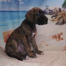 Great Dane Puppies from Monarch Danes