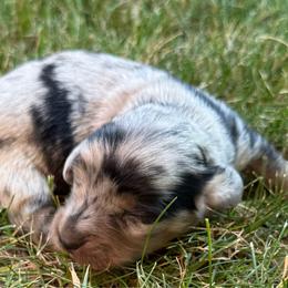 Ashby - Dapple male Dachshund puppy in Salem, Oregon from Longdox Mini Dachshunds