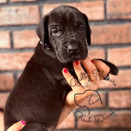 Cricket - Black female Great Dane puppy in Norton, Ohio from Guilty Pleasure Great Danes & Frenchies