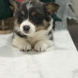 Pembroke Welsh Corgi Puppies from 3B Corgis