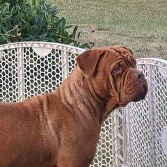 Gemma - Dogue de Bordeaux