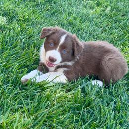 Peach - Red & white female Miniature Australian Shepherd puppy in California from Eagle River Aussies