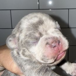 Nicola - Tricolors female French Bulldog puppy in York, South Carolina from Furevermore Boxers and Furevermore Frenchies